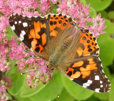 Painted Lady photo taken by Isabel Clark, pet portraits artist.