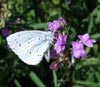 Holly Blue Butterfly photo by Isabel Clark, pet portraits artist, Coventry