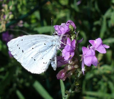 Pet Portraits - Holly Blue Butterfly, England