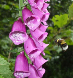 Bumble Bee in Tile Hill Woods, Coventry