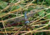 Emperor Dragonfly in Wickmans Field, Coventry