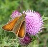 Large Skipper Butterfly photo by Isabel Clark, pet portraits artist.