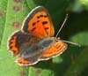 Small Copper Butterfly photo by Isabel Clark, pet portraits artist.