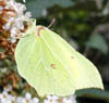 Pet Portraits - Brimstone Butterfly photo by Isabel Clark, pet portraits artist.