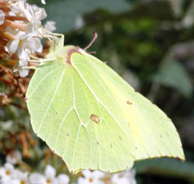 Pet Portraits - Brimstone Butterfly