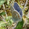 Male Common Blue Butterfly photo by Isabel Clark, pet portraits artist.