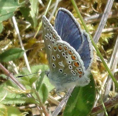 Common Blue Butterfly photo by Isabel Clark pet portraits artist.