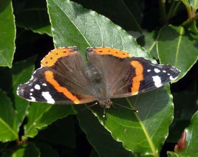 Red Admiral Butterfly on Bay Tree, Coventry