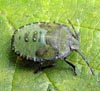 Pet Portraits - Common Green Shieldbug photo by Isabel Clark, pet portraits artist