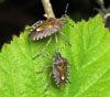 Hawthorn Shieldbug photo by Isabel Clark, pet portraits artist.