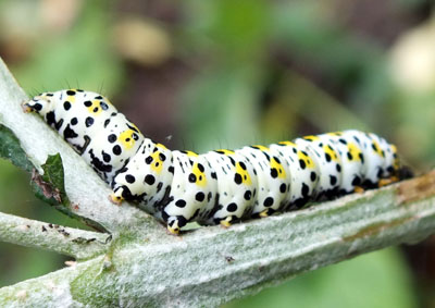 Mullein Moth Caterpillar photo taken by Isabel Clark, pet portraits artist, Coventry