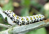 Mullein Moth catterpillar feeding on Buddleia in garden of Isabel Clark, pet portraits artist.