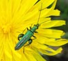 Male Flower Beetle (Fat Legged Beetle) photo by Isabel Clark, pet portraits and landscape artist