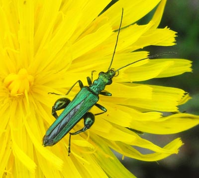 Flower Beetle Coventry