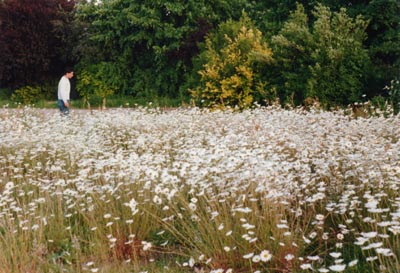 My son Paul in Dog Daisy Field, Wickman's site July 1996, Tile Hill Village, Coventry