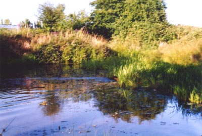 Pond in Conway's Field, July 1992, Tile Hill Village, Coventry - Photo