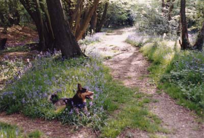 Percy in Bluebell Wood, Tile Hill Village, Coventry - Oils on Canvas