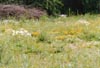 A small field we used to call our Secret Garden, in July 1995.  There were so many butterflies it was unbelievable.  This site has also, now been built over.