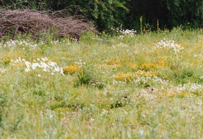 Secret Garden, Wickman's site July 1995, Tile Hill Village, Coventry