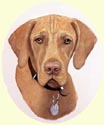 Click for larger image of Vizsla dog painting