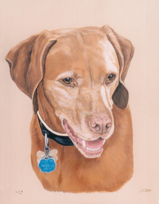 Pet Portraits - Dog Paintings from Your Favourite Photos - Vizsla