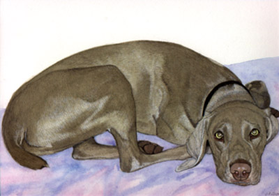 Pet Portraits - Weimeramer Full Body Study  - Watercolours