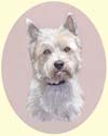 Click for Larger Image of West Highland White Terrier - Westie