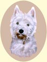 Click for Larger Image of West Highland White Terrier - Westie