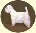 Click for Larger Image of West Highland White Terrier - Westie