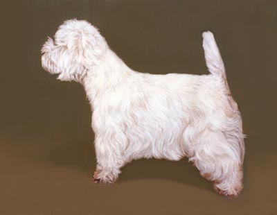 Pet Portraits - West Highland White Terriers - Westie Standing  - Oils