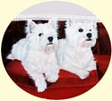 Click for Larger Image of West Highland White Terriers - Westies