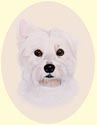 Click for Larger Image of West Highland White Terrier - Westie