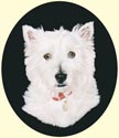 Click for Larger Image of West Highland White Terrier - Westie