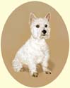 Click for Larger Image of West Highland White Terrier - Westie