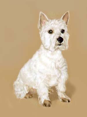 Pet Portraits - West Highland White Terriers - Westie Sitting  - Oils