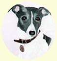 Click for Larger Image of Whippet