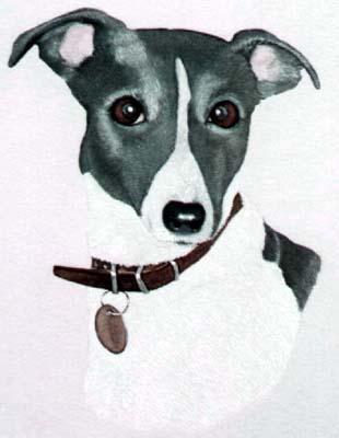 Pet Portraits - Whippet Head Study - Watercolours