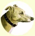 Click for Larger Image of Whippet