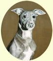 Click for Larger Image of Whippet