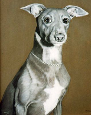 Pet Portraits - Whippet Head Study Velvet in Watercolours