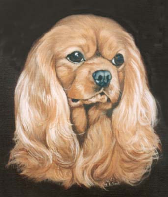 Pet Portraits - Dog paintings - Yorkshire Terrier