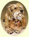 Click for larger image of Yorkshire Terrier painting - Yorkie