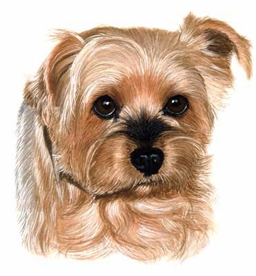 Pet Portraits - Dog paintings - Yorkshire Terrier