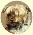 Click for larger image of Yorkshire Terrier painting - Yorkie