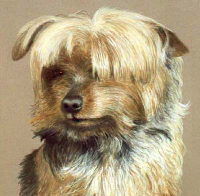 Pet Portraits - Dog paintings - Yorkshire Terrier