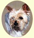 Click for larger image of Yorkshire Terrier painting - Yorkie