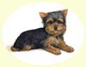 Click for larger image of Yorkshire Terrier painting - Yorkie