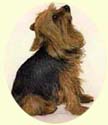 Click for larger image of Yorkshire Terrier painting - Yorkie