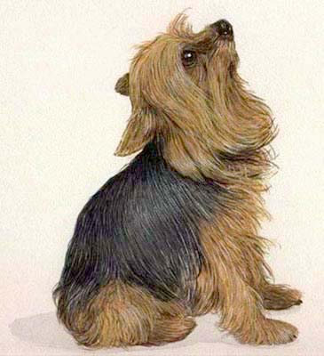 Pet Portraits - Dog paintings - Yorkshire Terrier