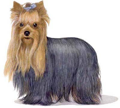 Pet Portraits - Dog paintings - Yorkshire Terrier